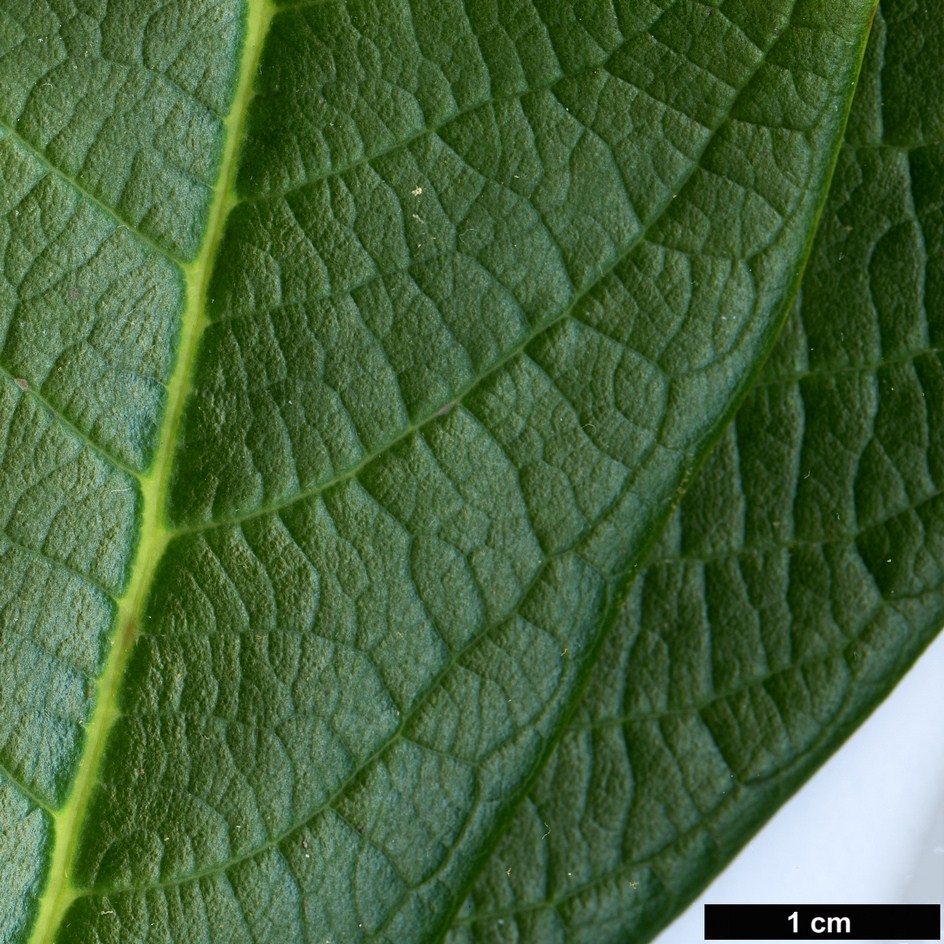 High resolution image: Family: Ericaceae - Genus: Rhododendron - Taxon: mechukae