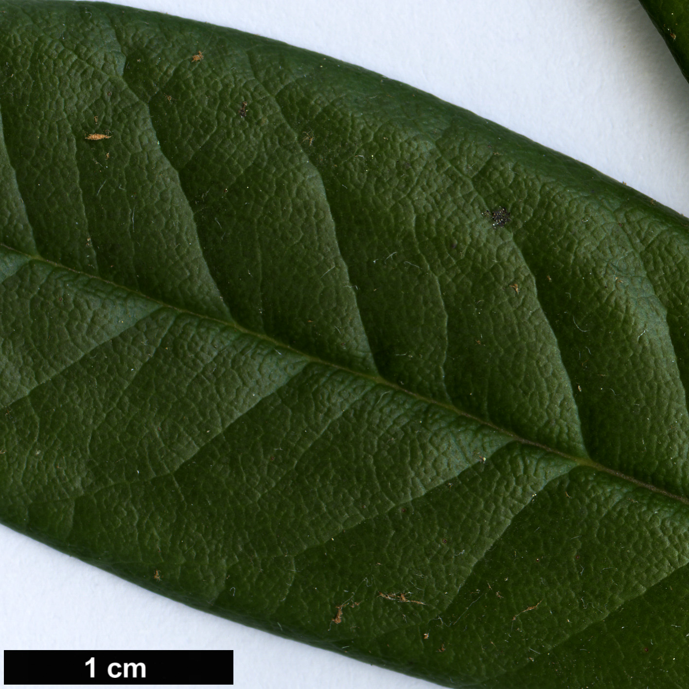 High resolution image: Family: Ericaceae - Genus: Rhododendron - Taxon: microgynum