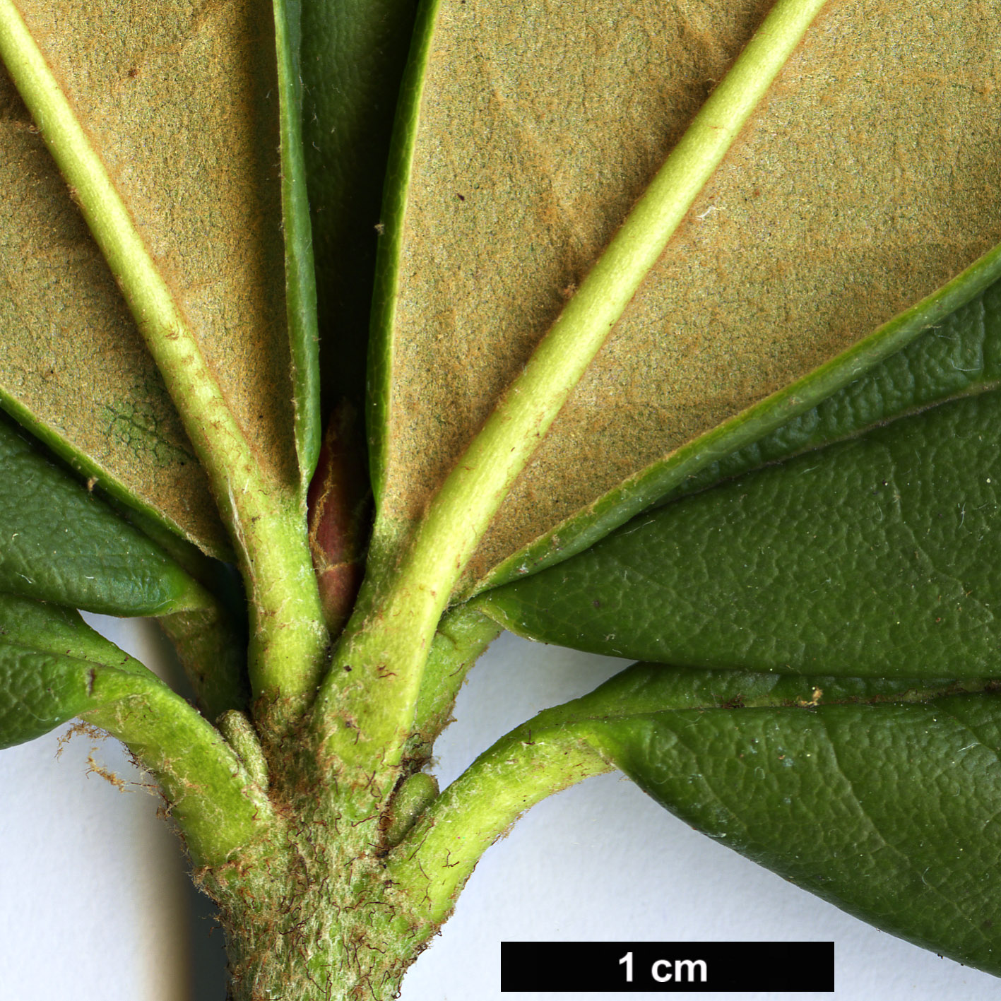 High resolution image: Family: Ericaceae - Genus: Rhododendron - Taxon: microgynum