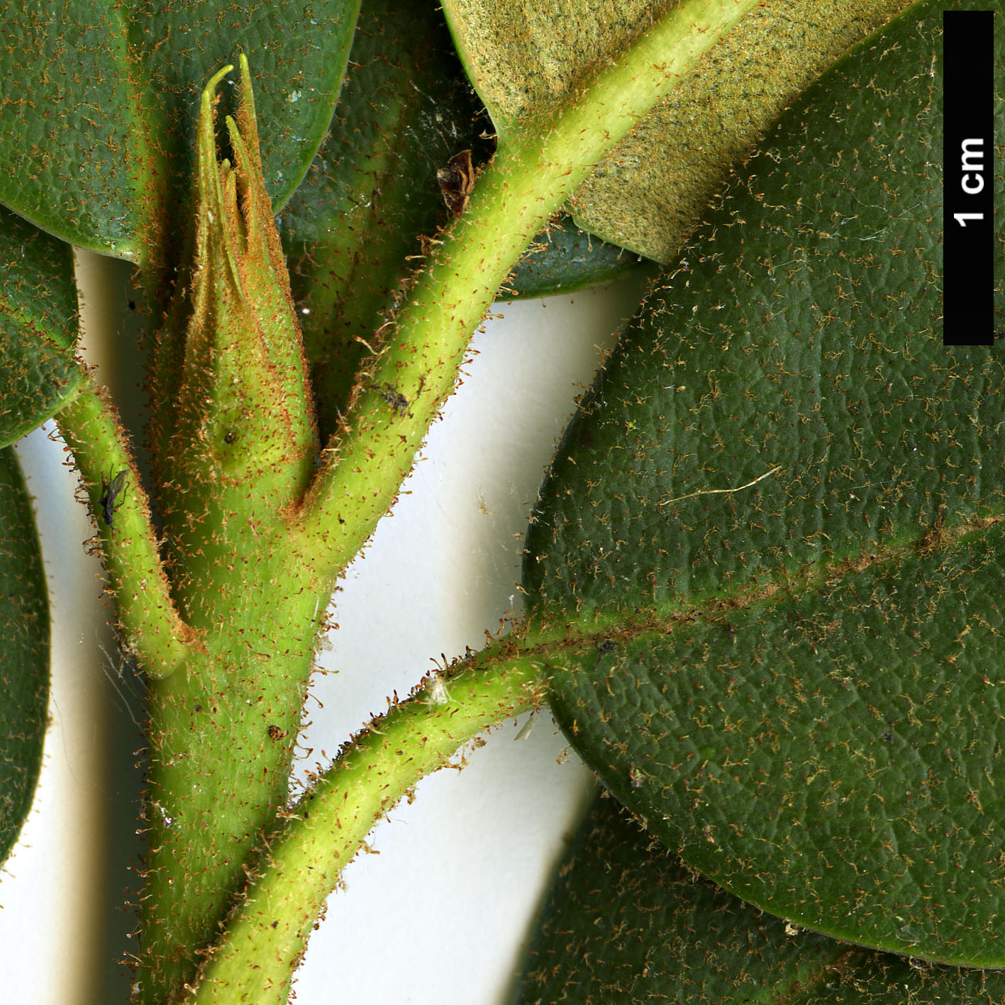 High resolution image: Family: Ericaceae - Genus: Rhododendron - Taxon: mimetes