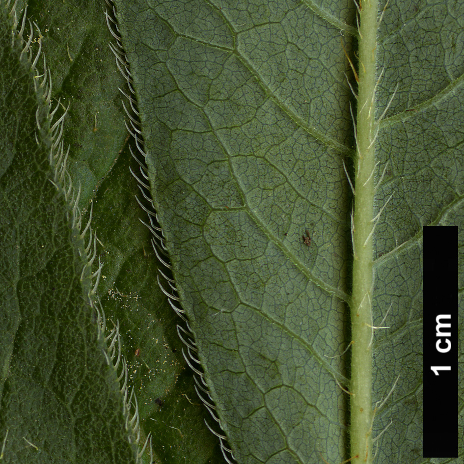 High resolution image: Family: Ericaceae - Genus: Rhododendron - Taxon: molle