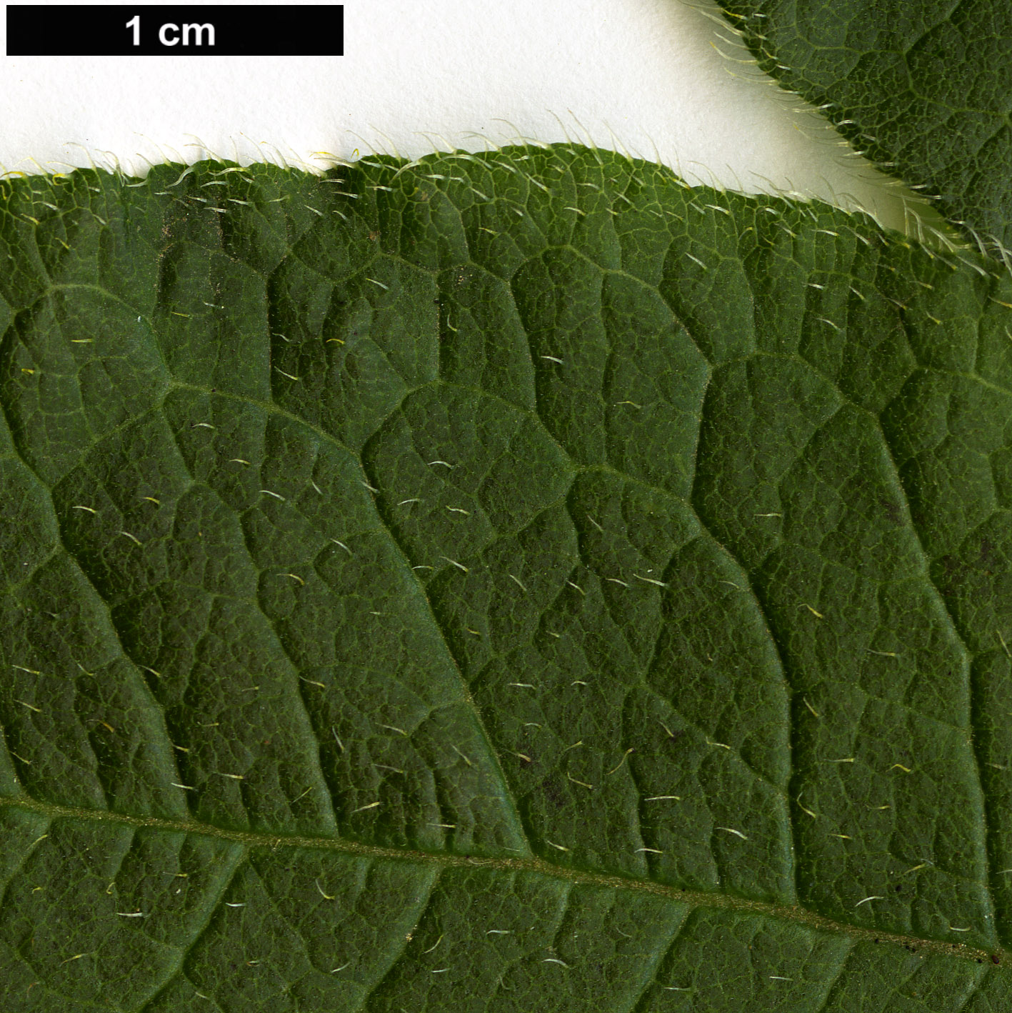 High resolution image: Family: Ericaceae - Genus: Rhododendron - Taxon: molle