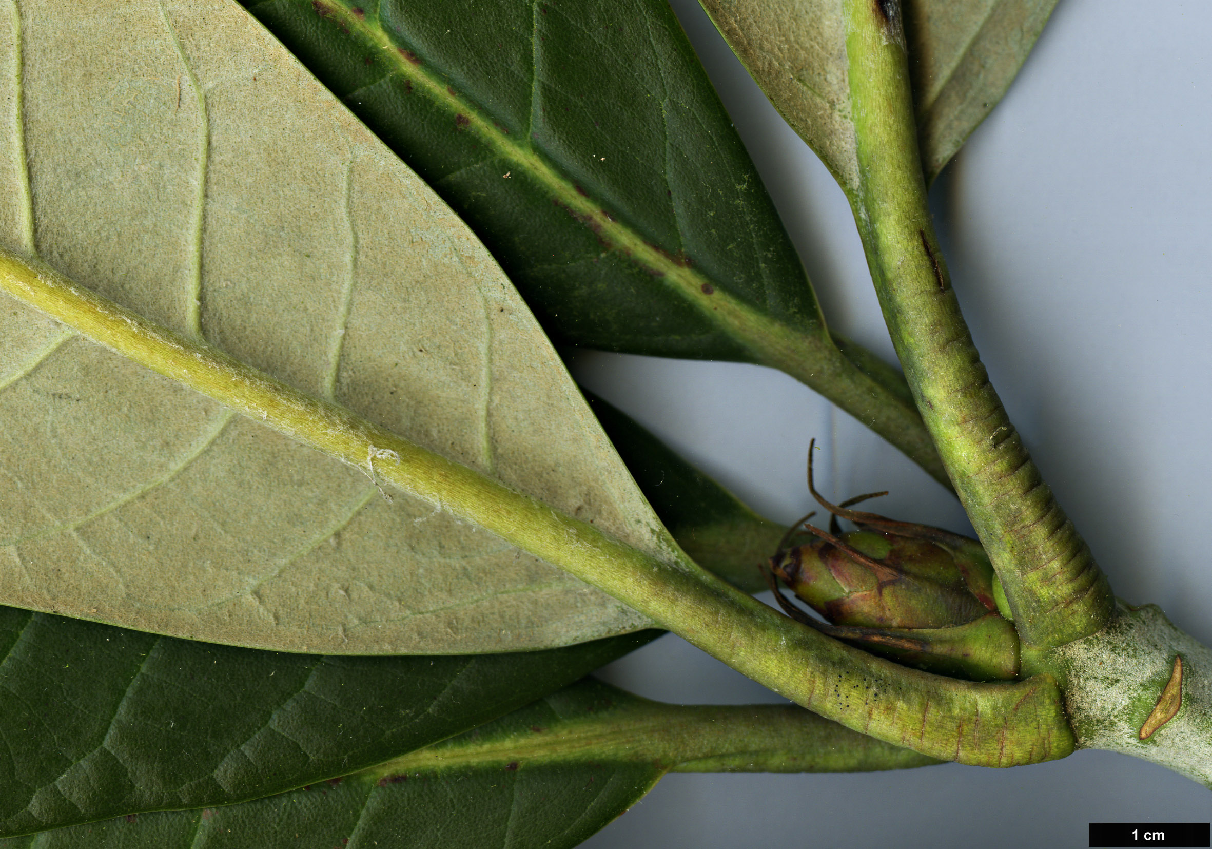 High resolution image: Family: Ericaceae - Genus: Rhododendron - Taxon: montroseanum