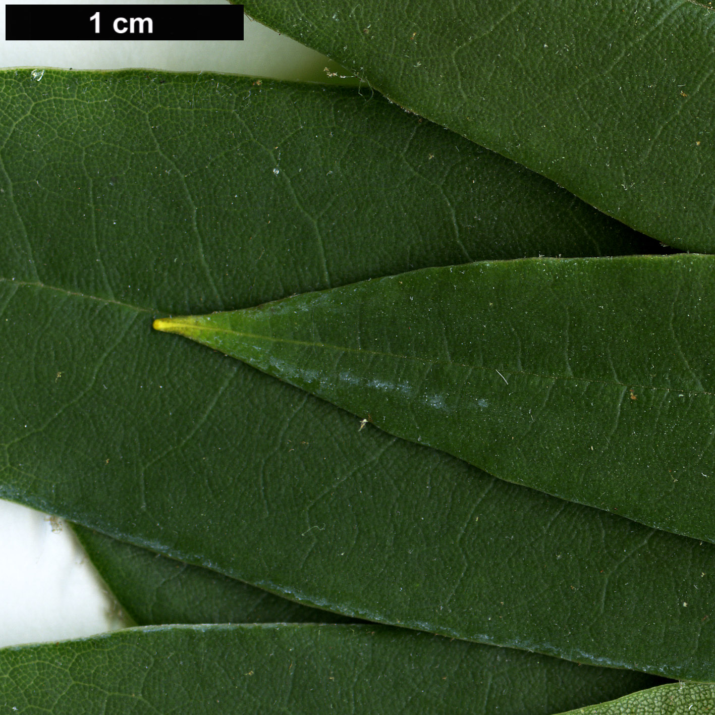 High resolution image: Family: Ericaceae - Genus: Rhododendron - Taxon: morii