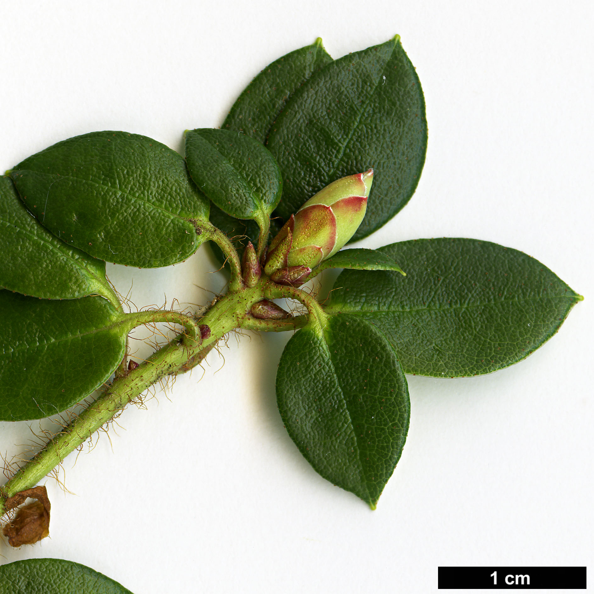 High resolution image: Family: Ericaceae - Genus: Rhododendron - Taxon: moupinense