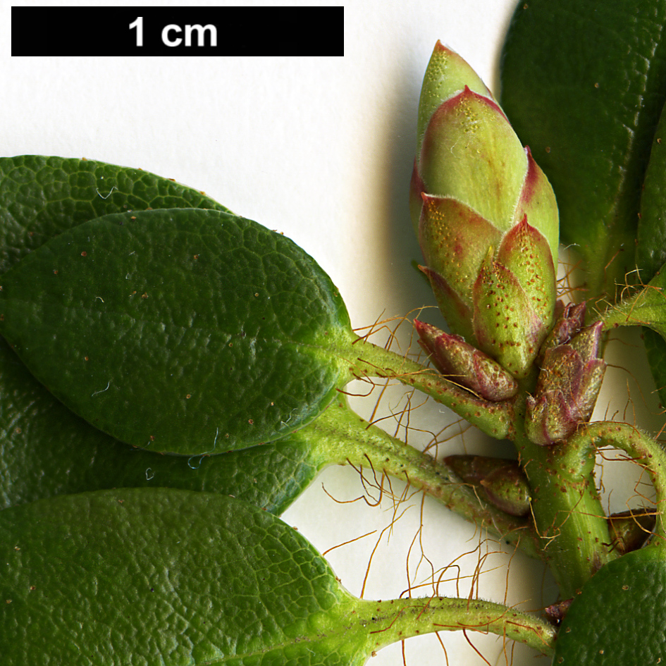 High resolution image: Family: Ericaceae - Genus: Rhododendron - Taxon: moupinense