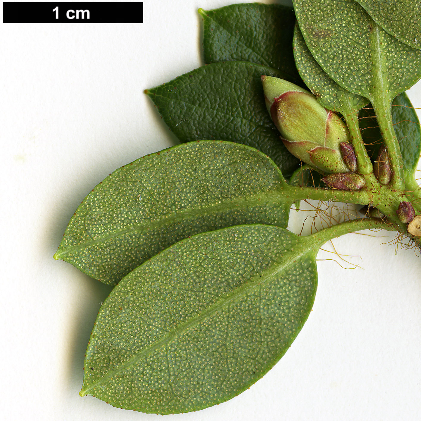 High resolution image: Family: Ericaceae - Genus: Rhododendron - Taxon: moupinense