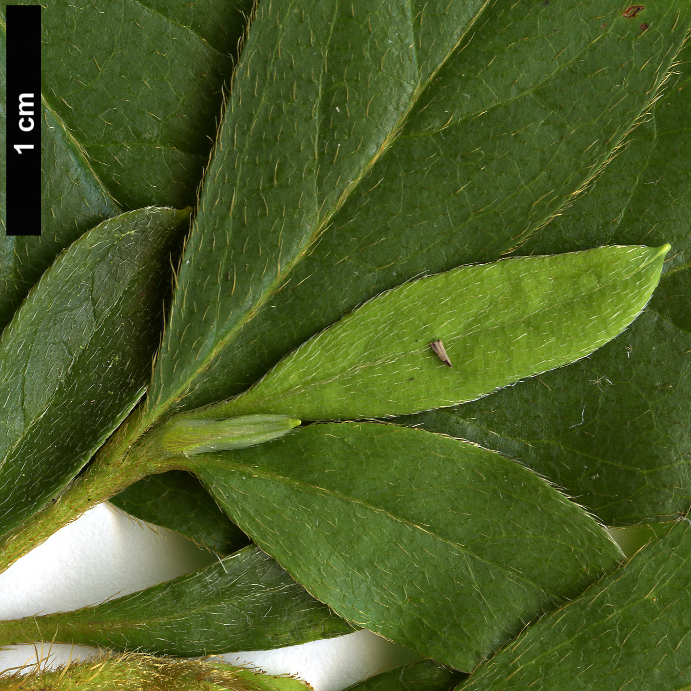 High resolution image: Family: Ericaceae - Genus: Rhododendron - Taxon: mucronatum