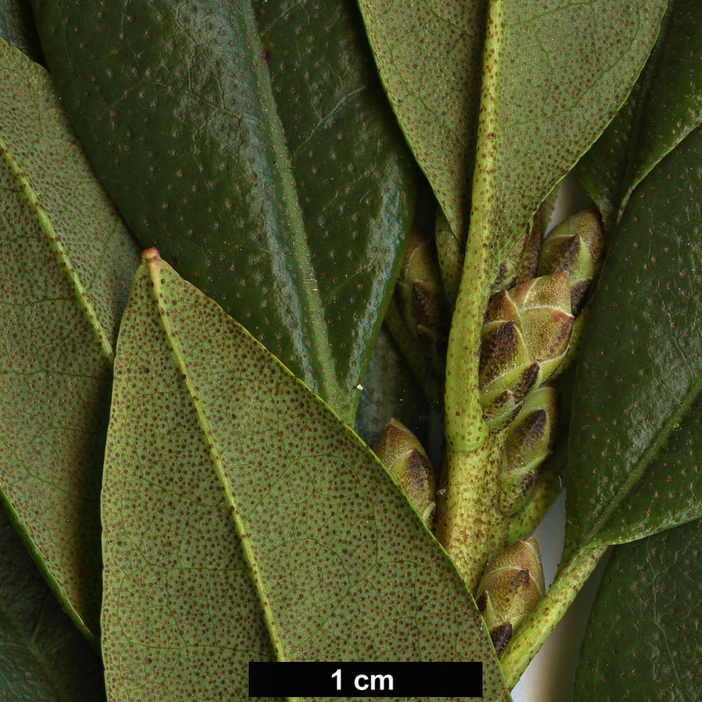 High resolution image: Family: Ericaceae - Genus: Rhododendron - Taxon: mucronlulatum