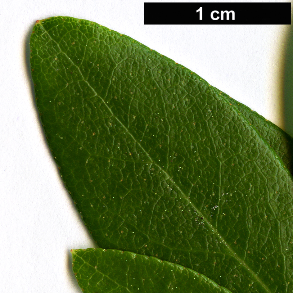 High resolution image: Family: Ericaceae - Genus: Rhododendron - Taxon: myrtifolium