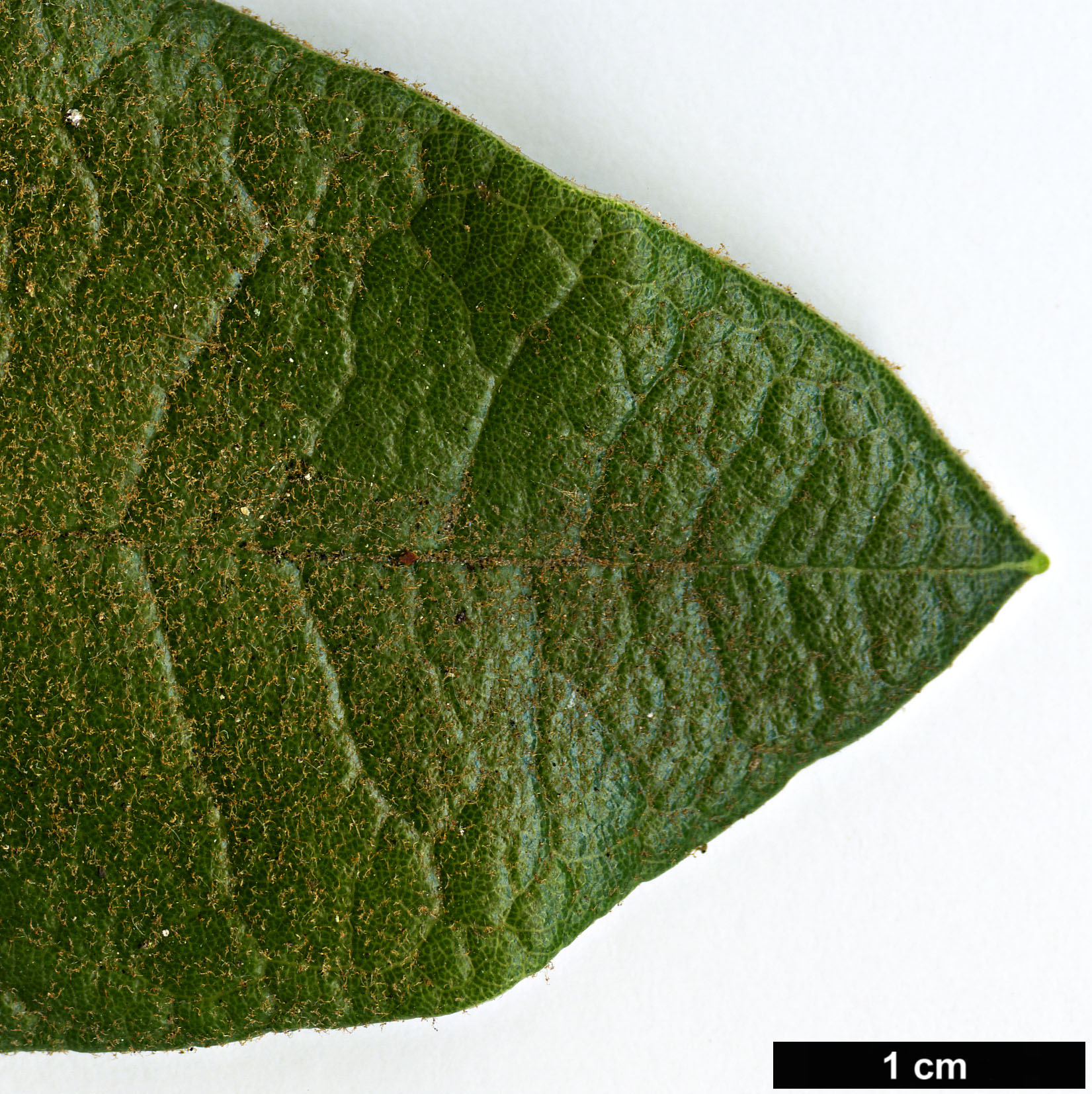 High resolution image: Family: Ericaceae - Genus: Rhododendron - Taxon: nilagiricum