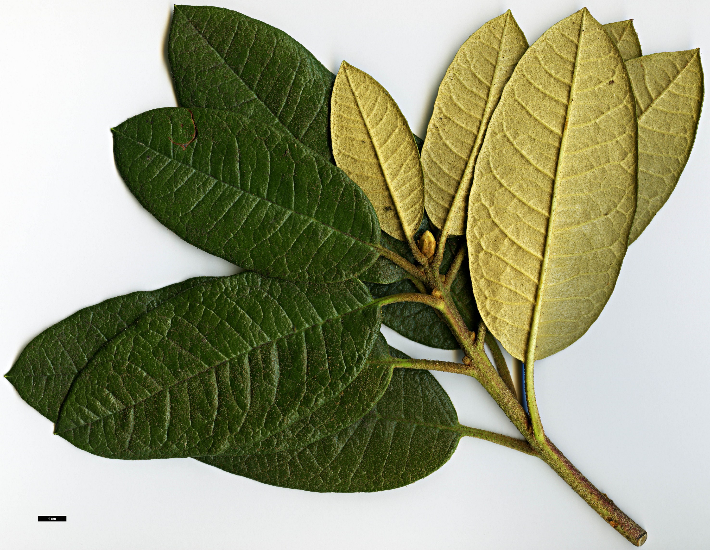 High resolution image: Family: Ericaceae - Genus: Rhododendron - Taxon: nilagiricum