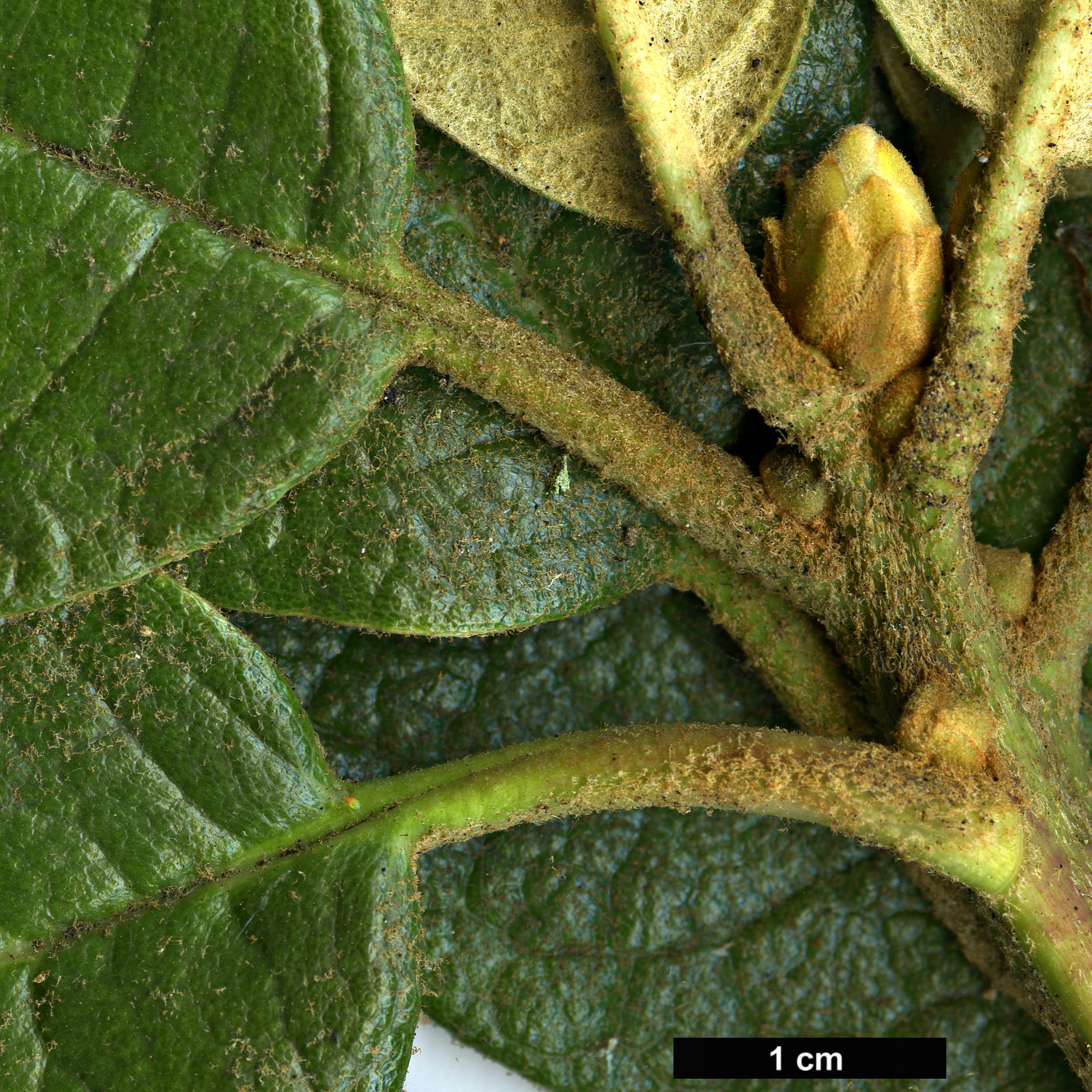 High resolution image: Family: Ericaceae - Genus: Rhododendron - Taxon: nilagiricum