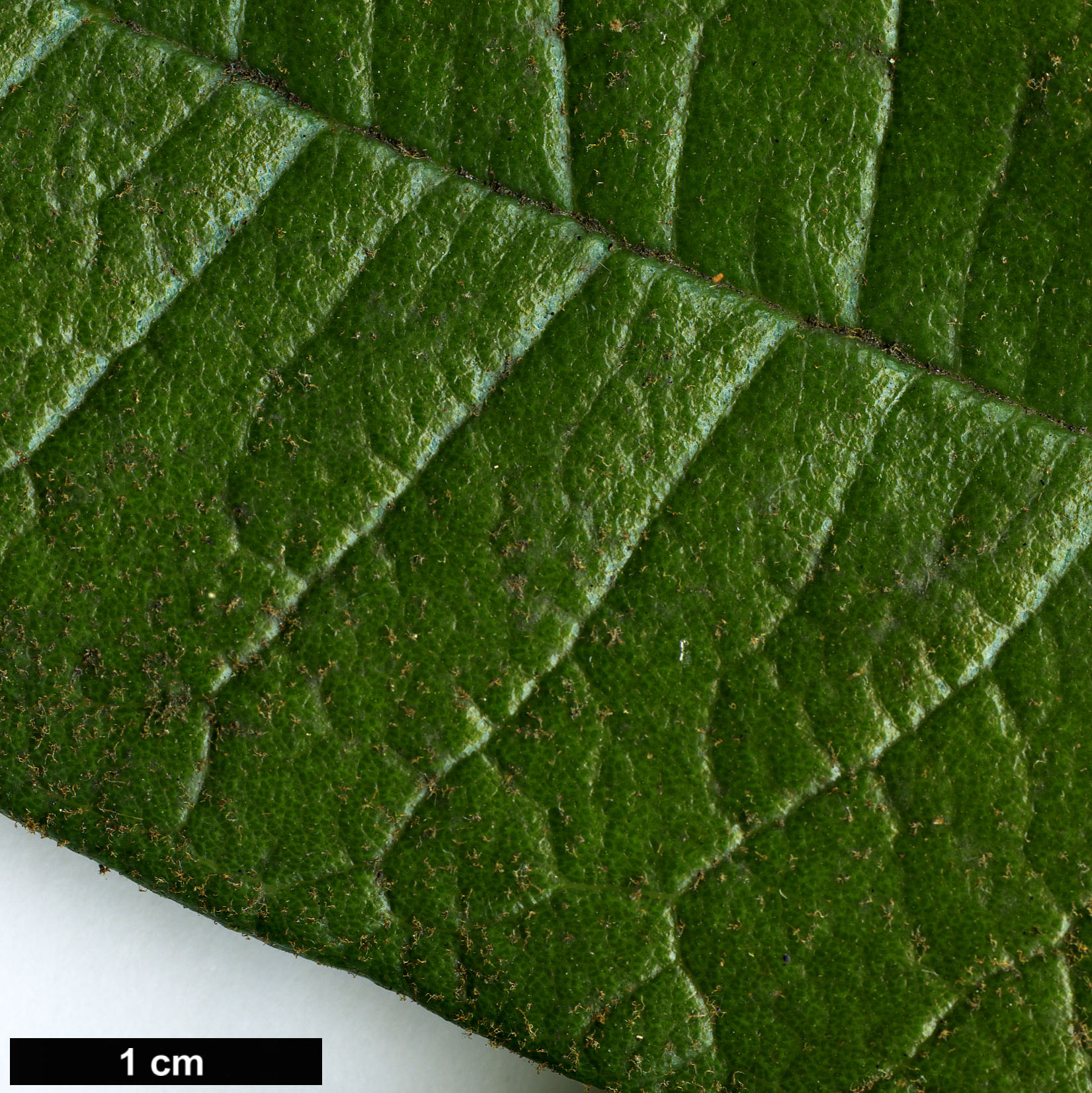 High resolution image: Family: Ericaceae - Genus: Rhododendron - Taxon: nilagiricum