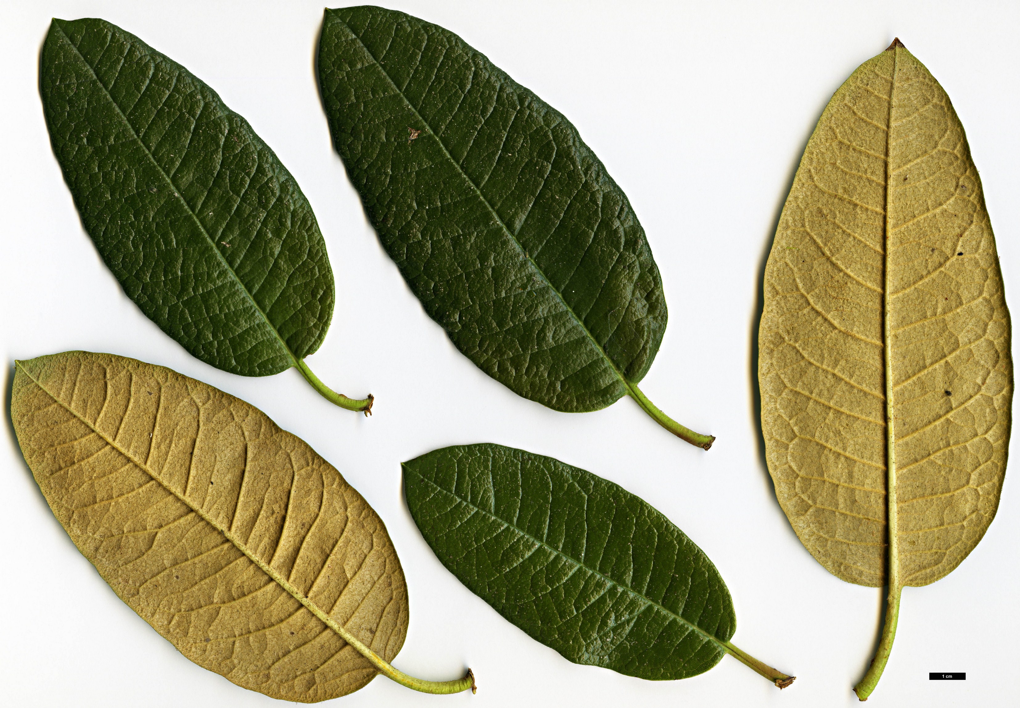 High resolution image: Family: Ericaceae - Genus: Rhododendron - Taxon: nilagiricum