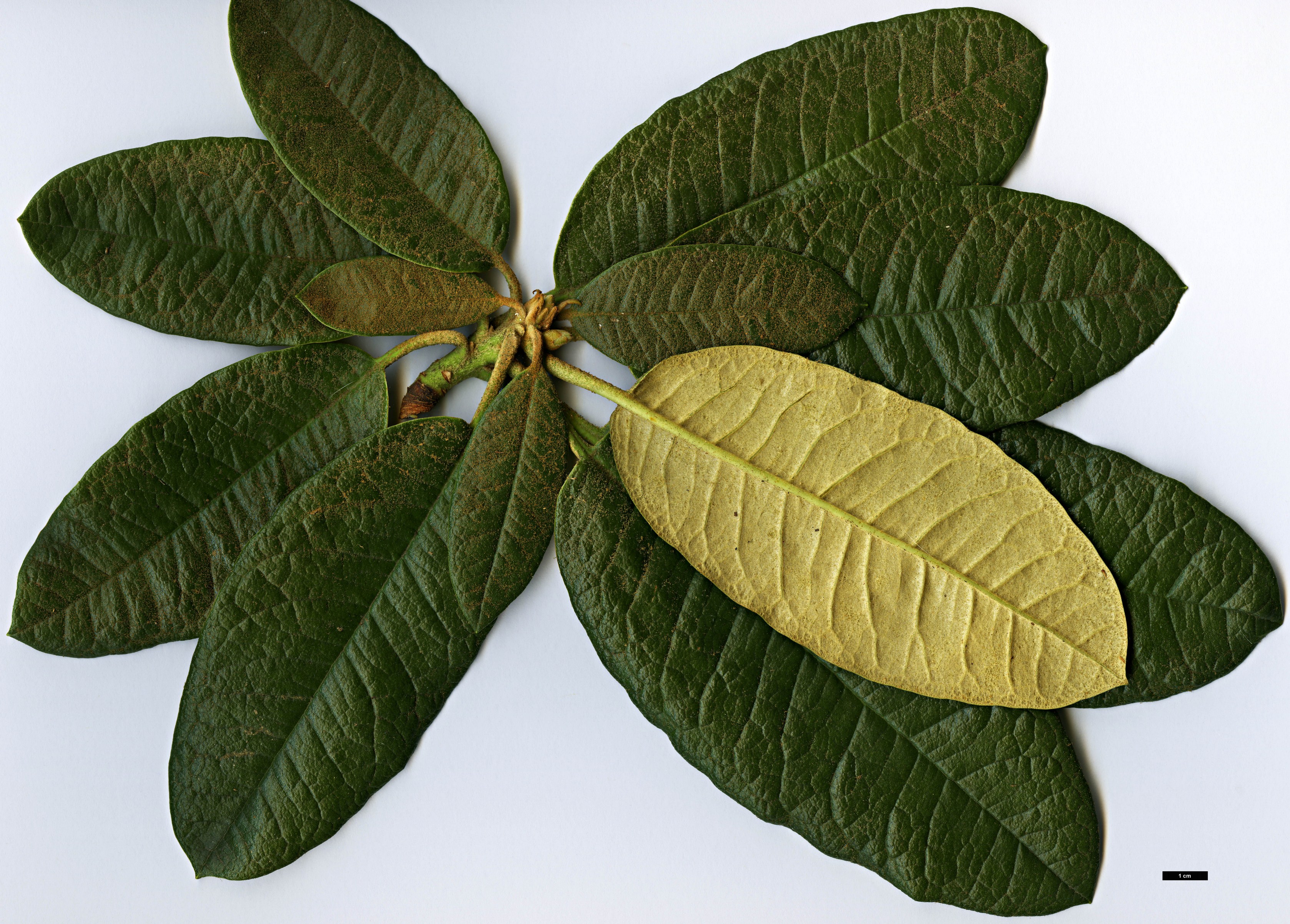 High resolution image: Family: Ericaceae - Genus: Rhododendron - Taxon: nilagiricum