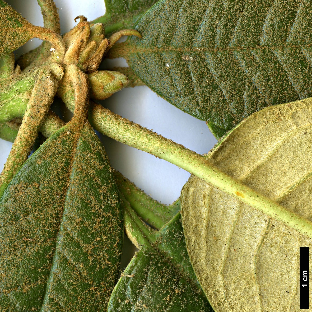 High resolution image: Family: Ericaceae - Genus: Rhododendron - Taxon: nilagiricum