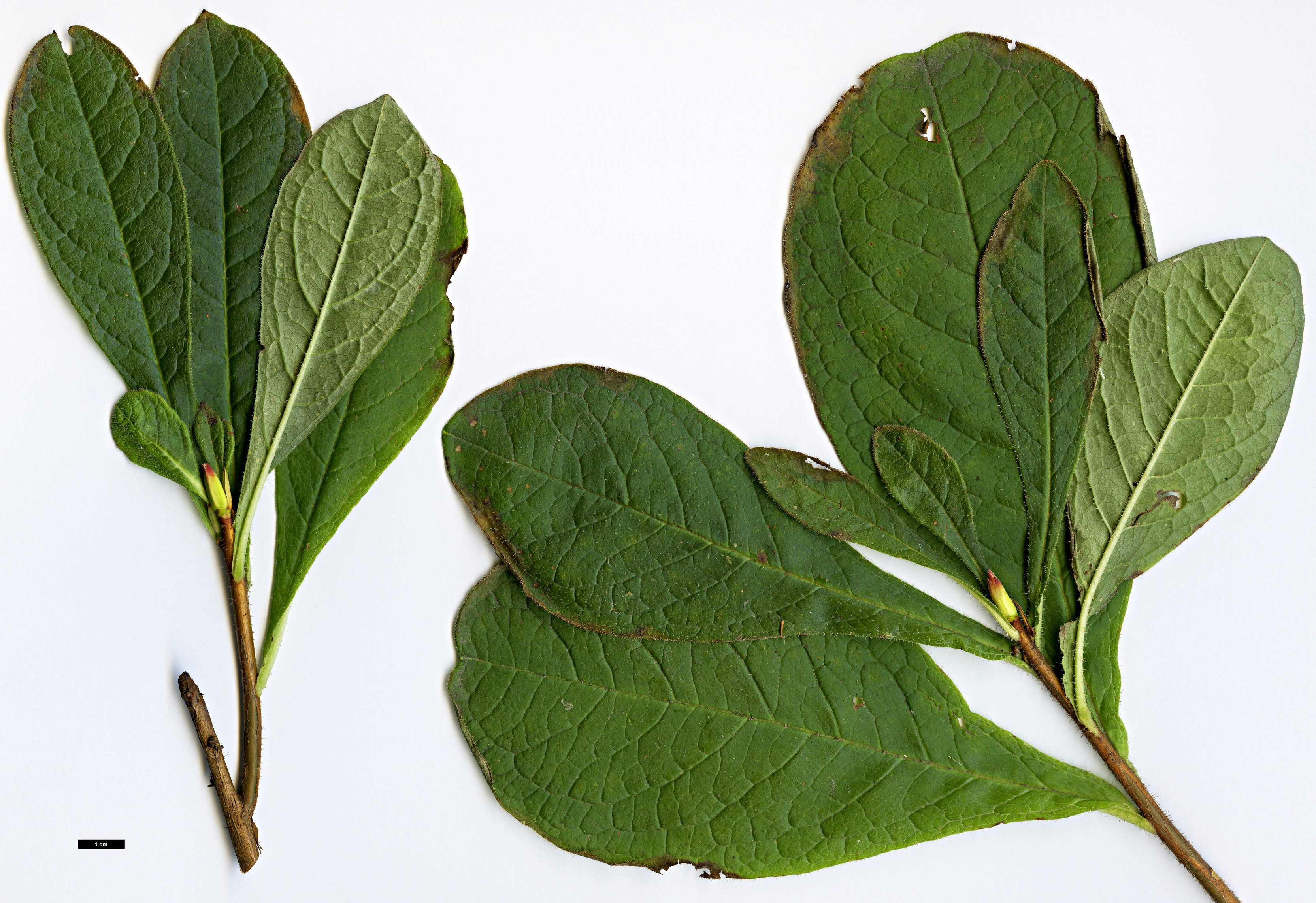 High resolution image: Family: Ericaceae - Genus: Rhododendron - Taxon: nipponicum