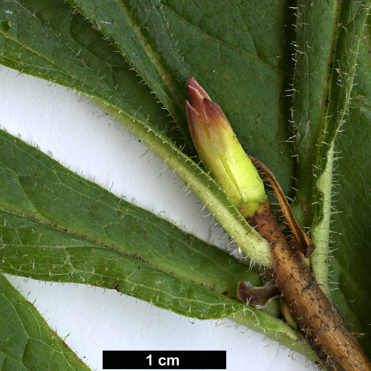 High resolution image: Family: Ericaceae - Genus: Rhododendron - Taxon: nipponicum