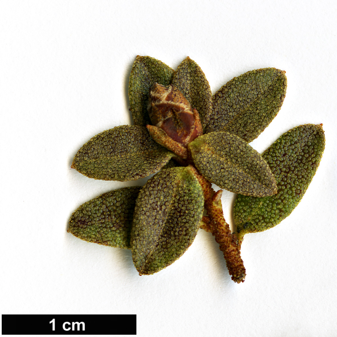 High resolution image: Family: Ericaceae - Genus: Rhododendron - Taxon: nitidulum