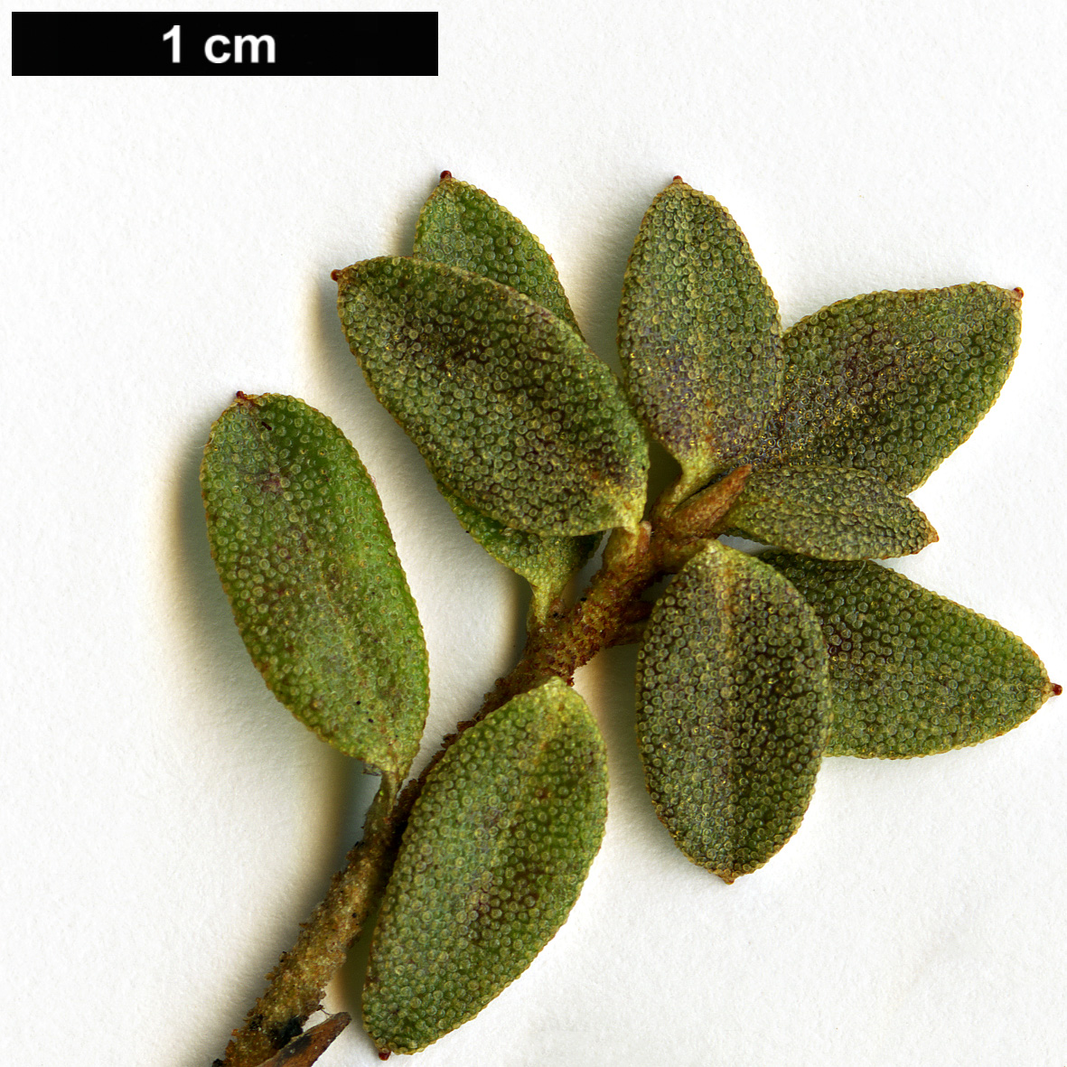 High resolution image: Family: Ericaceae - Genus: Rhododendron - Taxon: nitidulum