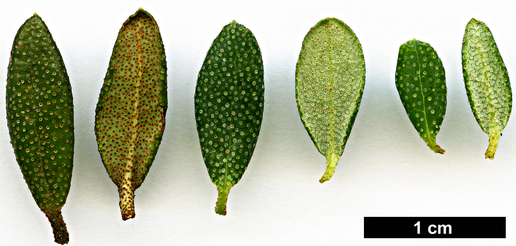 High resolution image: Family: Ericaceae - Genus: Rhododendron - Taxon: nivale