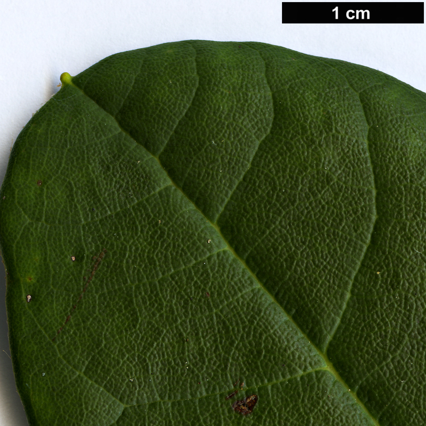 High resolution image: Family: Ericaceae - Genus: Rhododendron - Taxon: niveum