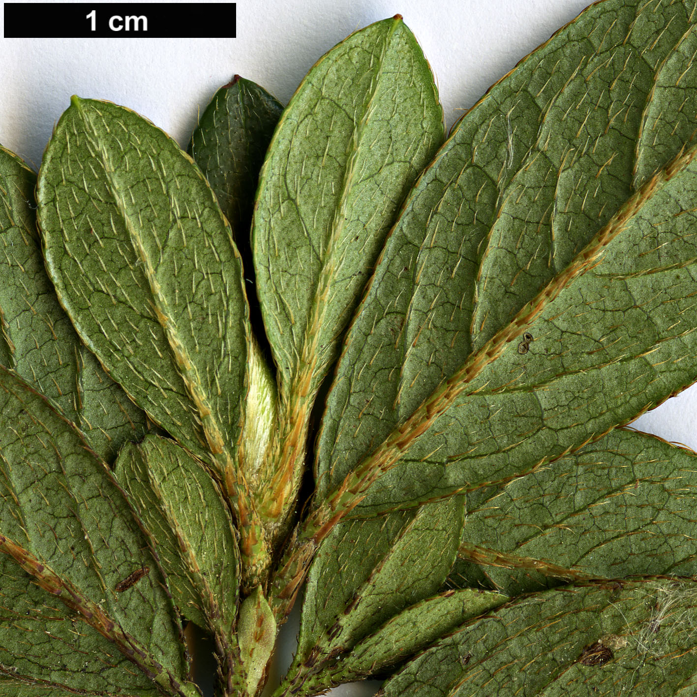 High resolution image: Family: Ericaceae - Genus: Rhododendron - Taxon: noriakianum