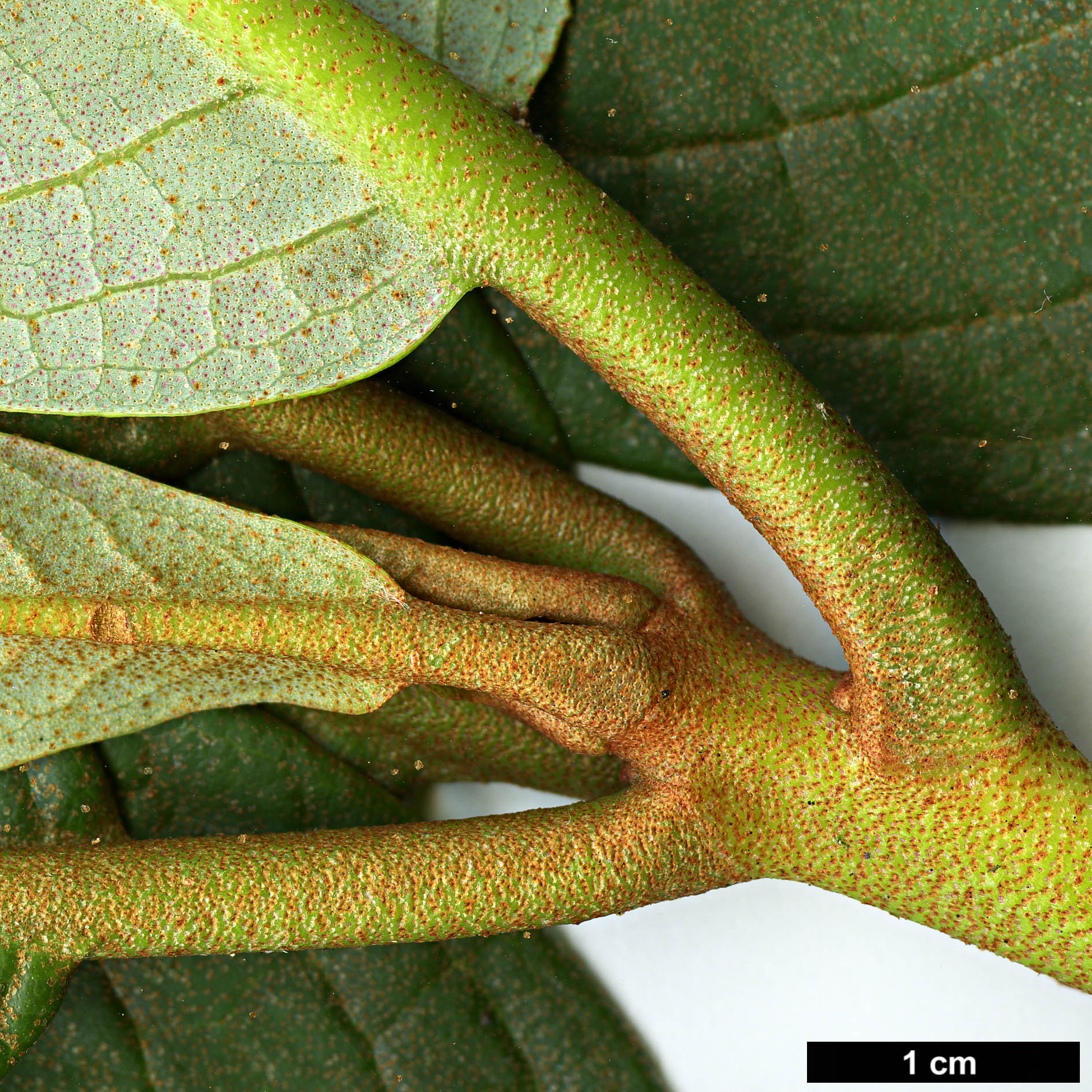 High resolution image: Family: Ericaceae - Genus: Rhododendron - Taxon: nuttallii