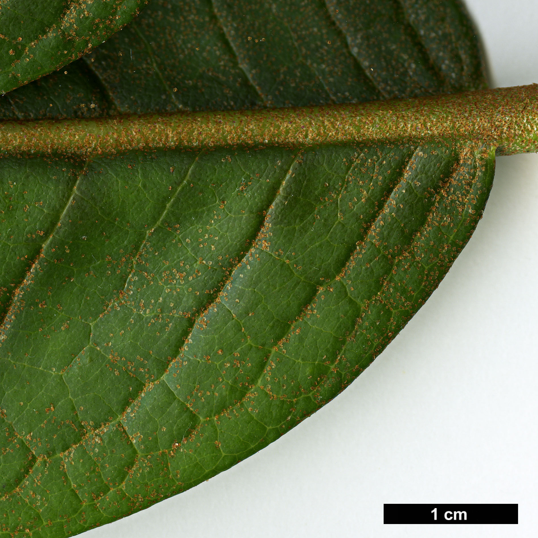 High resolution image: Family: Ericaceae - Genus: Rhododendron - Taxon: nuttallii