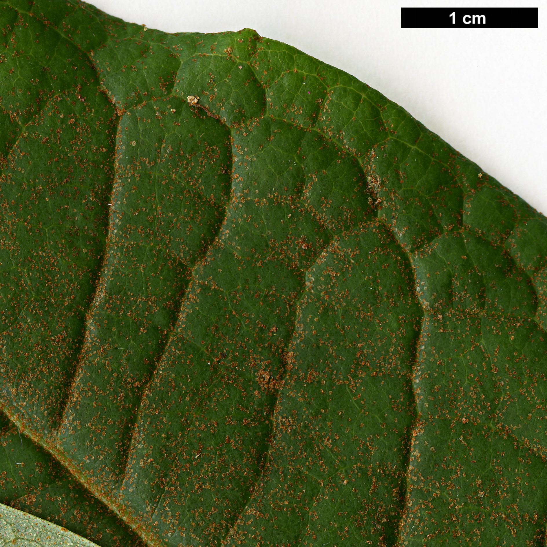 High resolution image: Family: Ericaceae - Genus: Rhododendron - Taxon: nuttallii