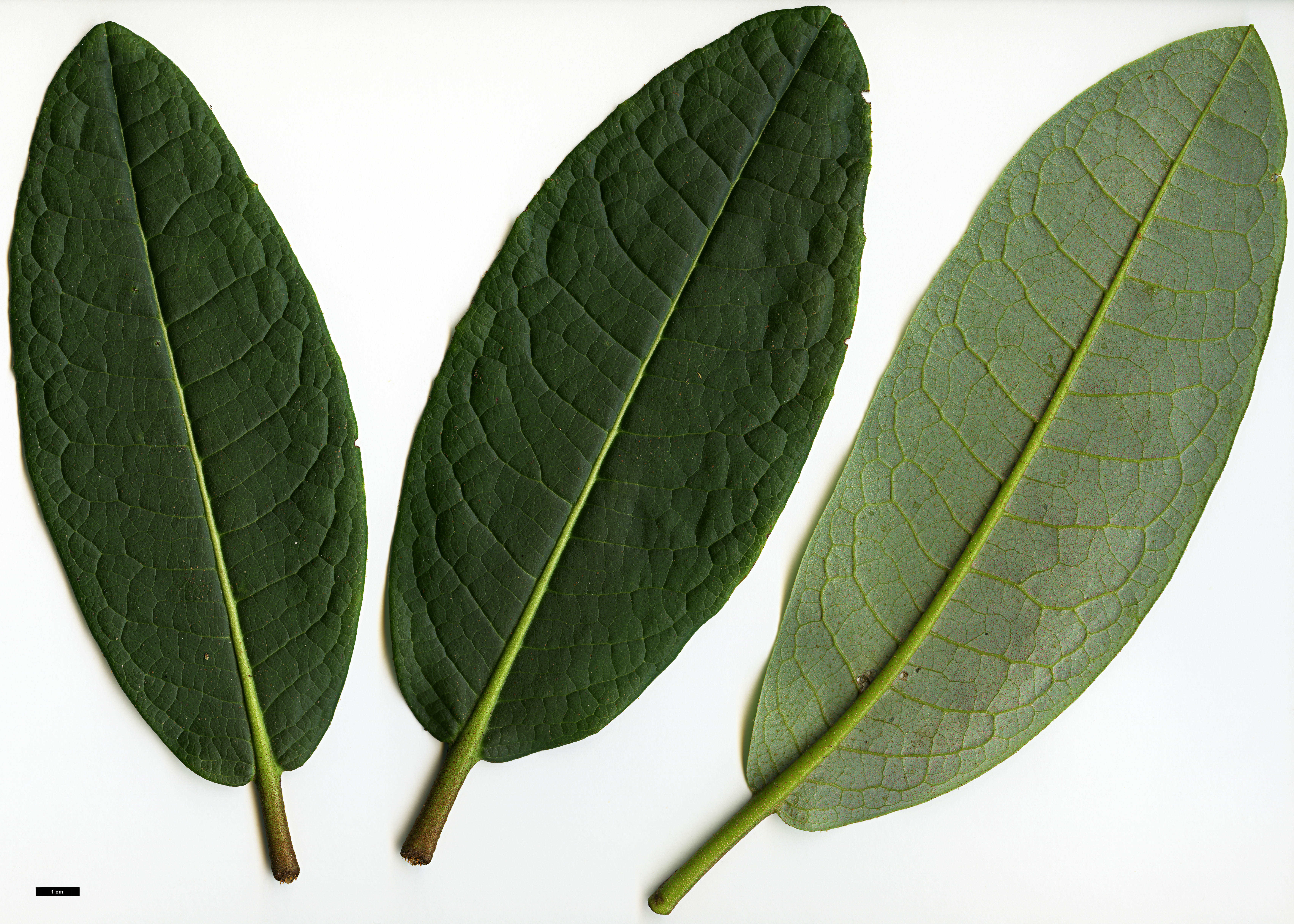 High resolution image: Family: Ericaceae - Genus: Rhododendron - Taxon: nuttallii