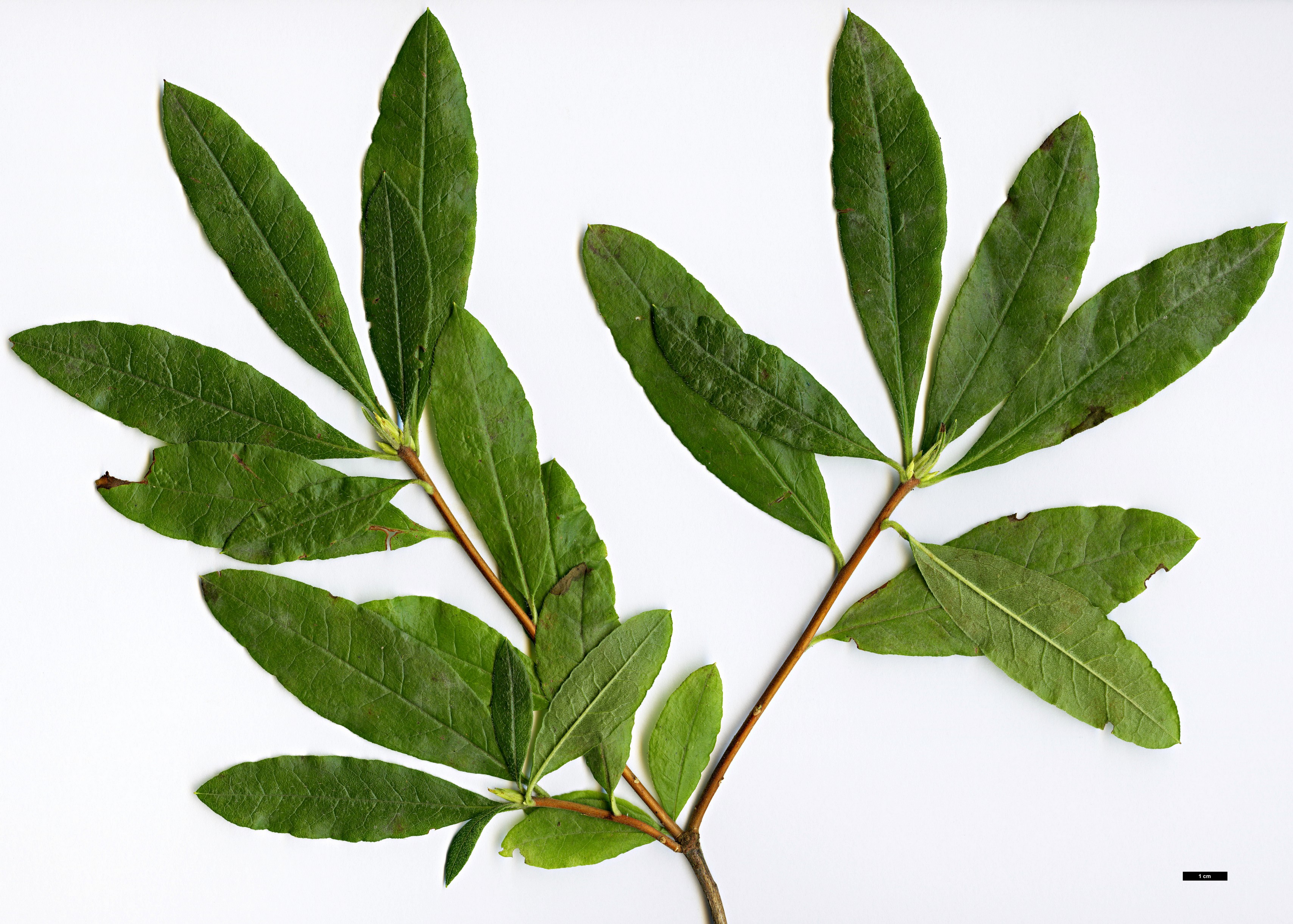 High resolution image: Family: Ericaceae - Genus: Rhododendron - Taxon: occidentale