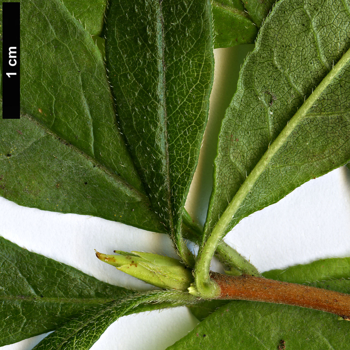 High resolution image: Family: Ericaceae - Genus: Rhododendron - Taxon: occidentale