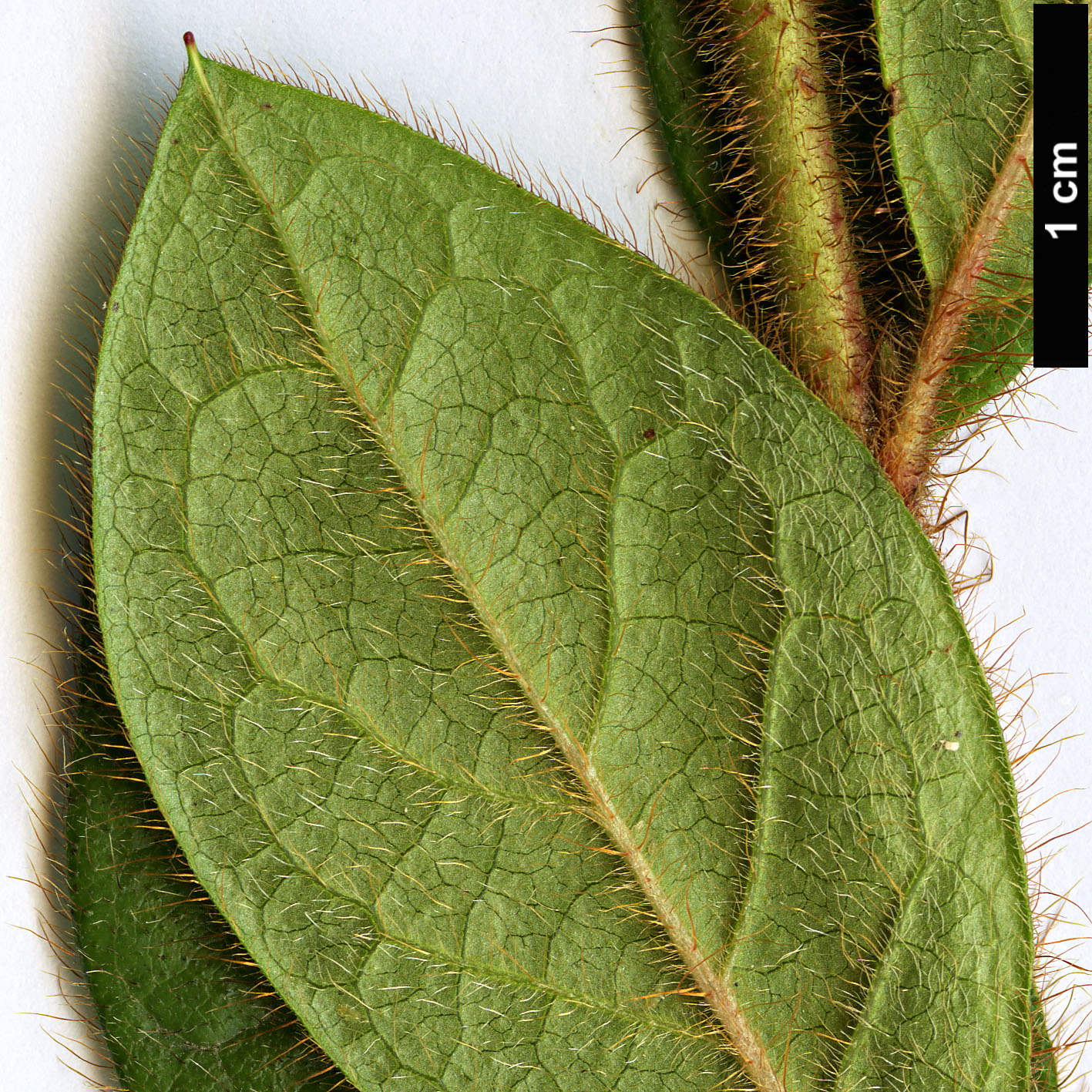 High resolution image: Family: Ericaceae - Genus: Rhododendron - Taxon: oldhamii