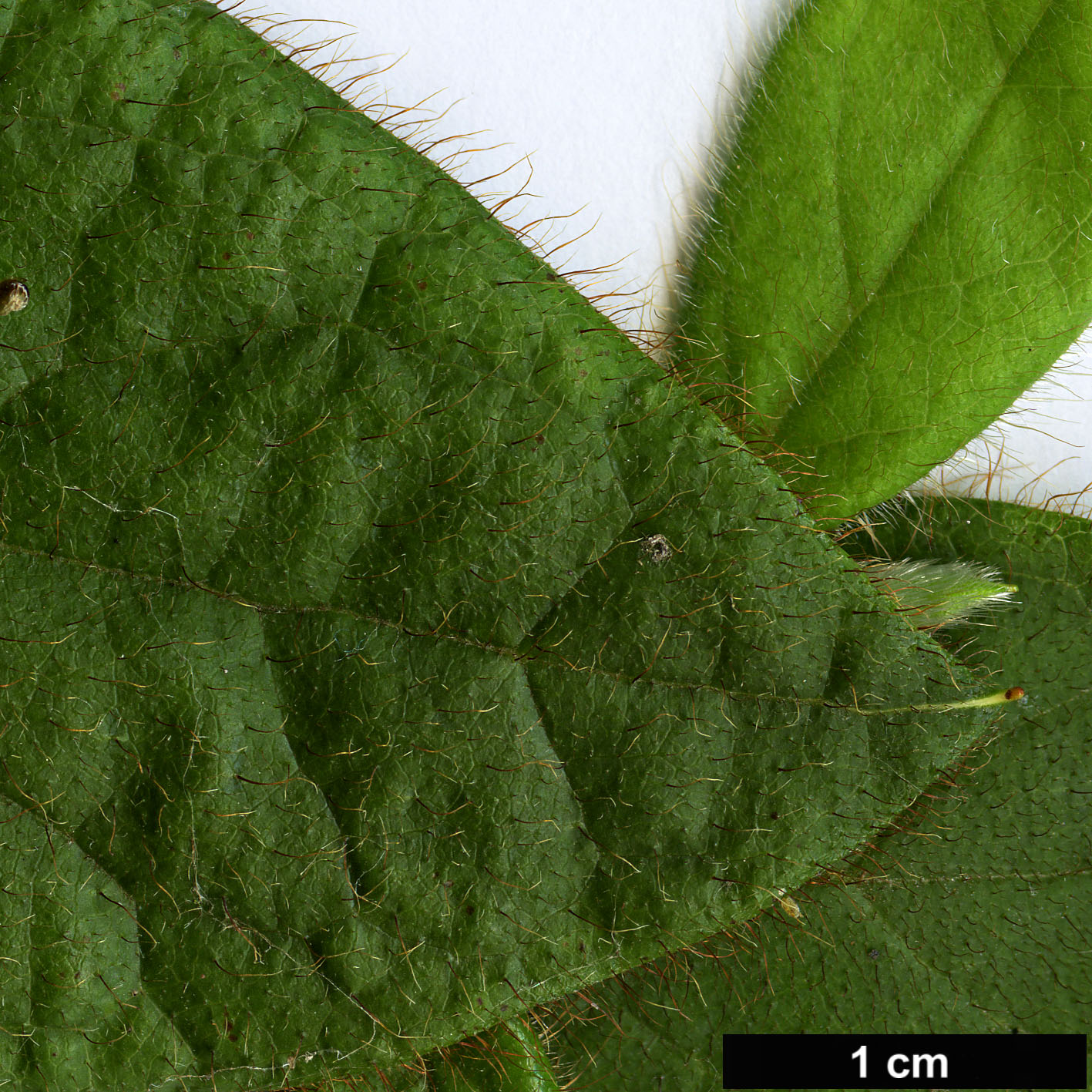 High resolution image: Family: Ericaceae - Genus: Rhododendron - Taxon: oldhamii