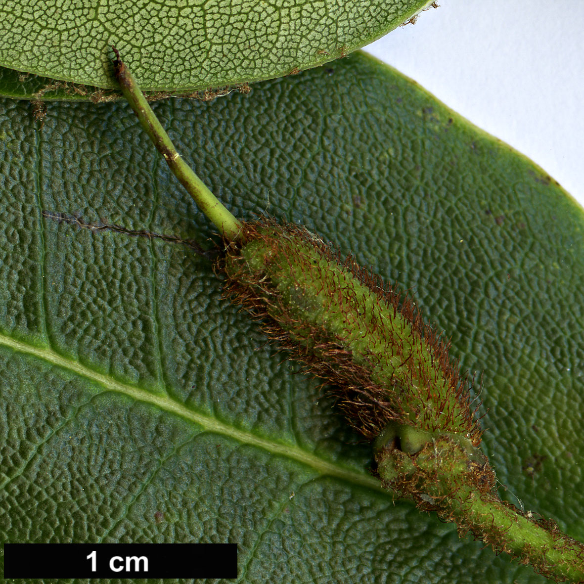 High resolution image: Family: Ericaceae - Genus: Rhododendron - Taxon: oligocarpum