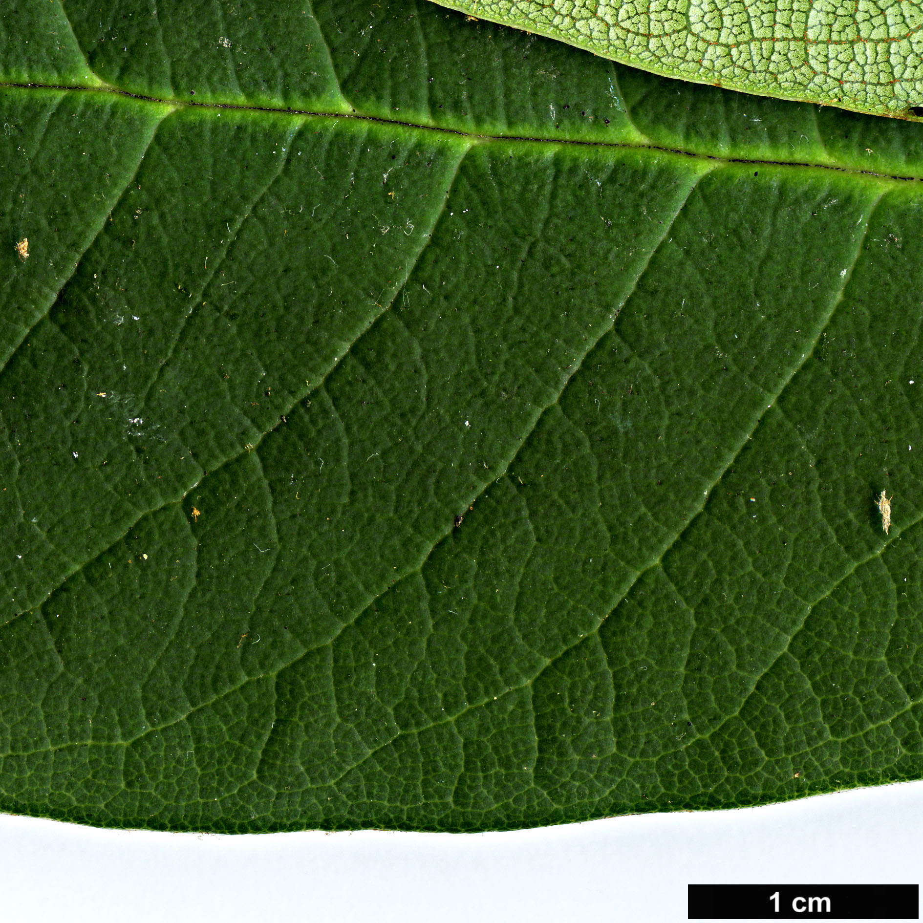 High resolution image: Family: Ericaceae - Genus: Rhododendron - Taxon: onii