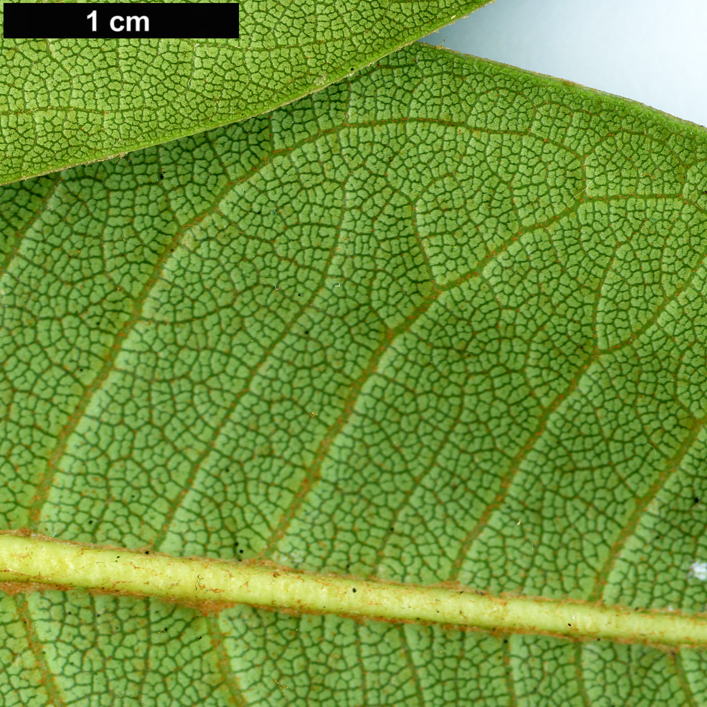 High resolution image: Family: Ericaceae - Genus: Rhododendron - Taxon: onii