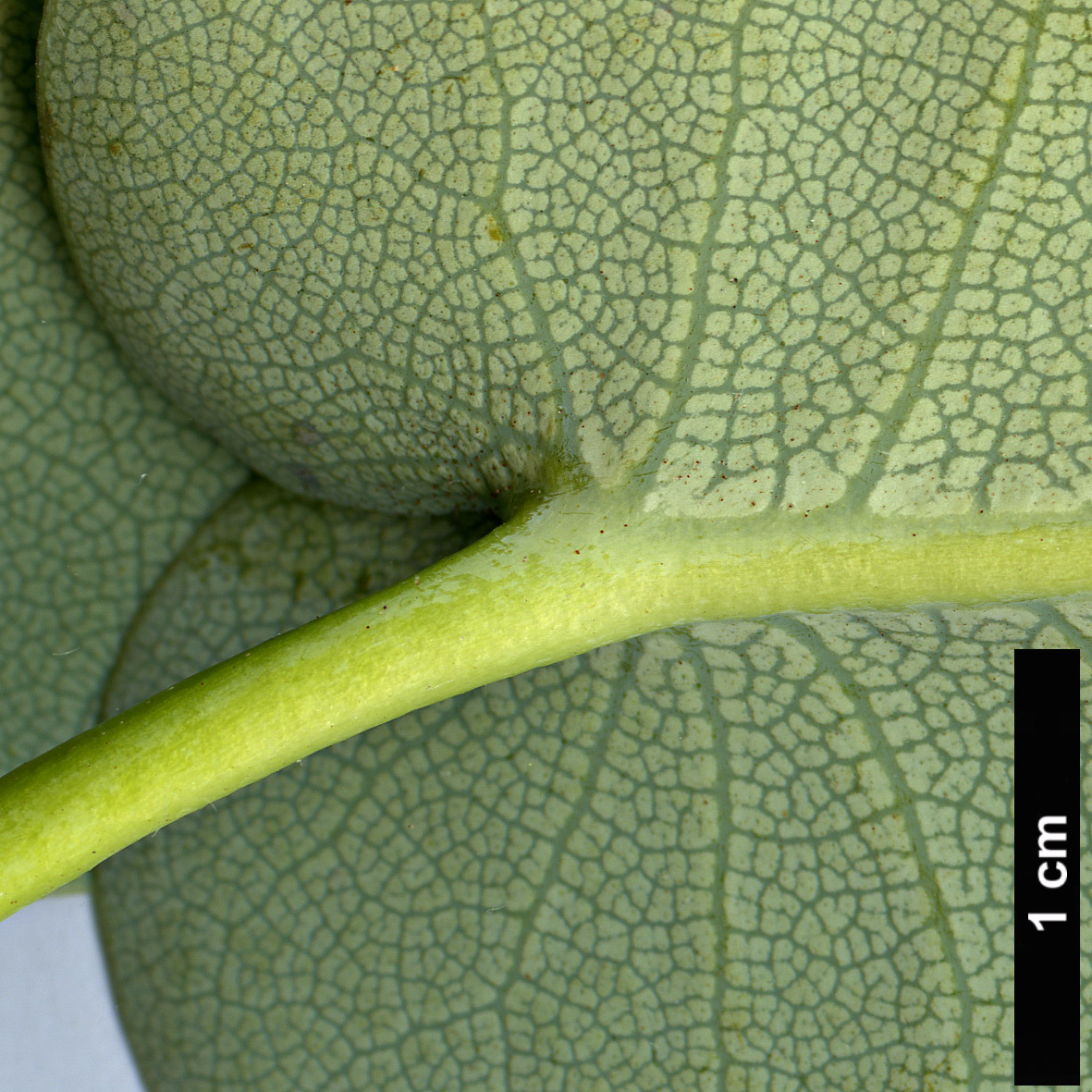 High resolution image: Family: Ericaceae - Genus: Rhododendron - Taxon: orbiculare