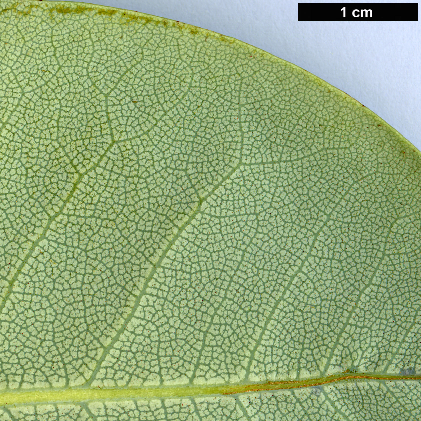 High resolution image: Family: Ericaceae - Genus: Rhododendron - Taxon: orbiculare