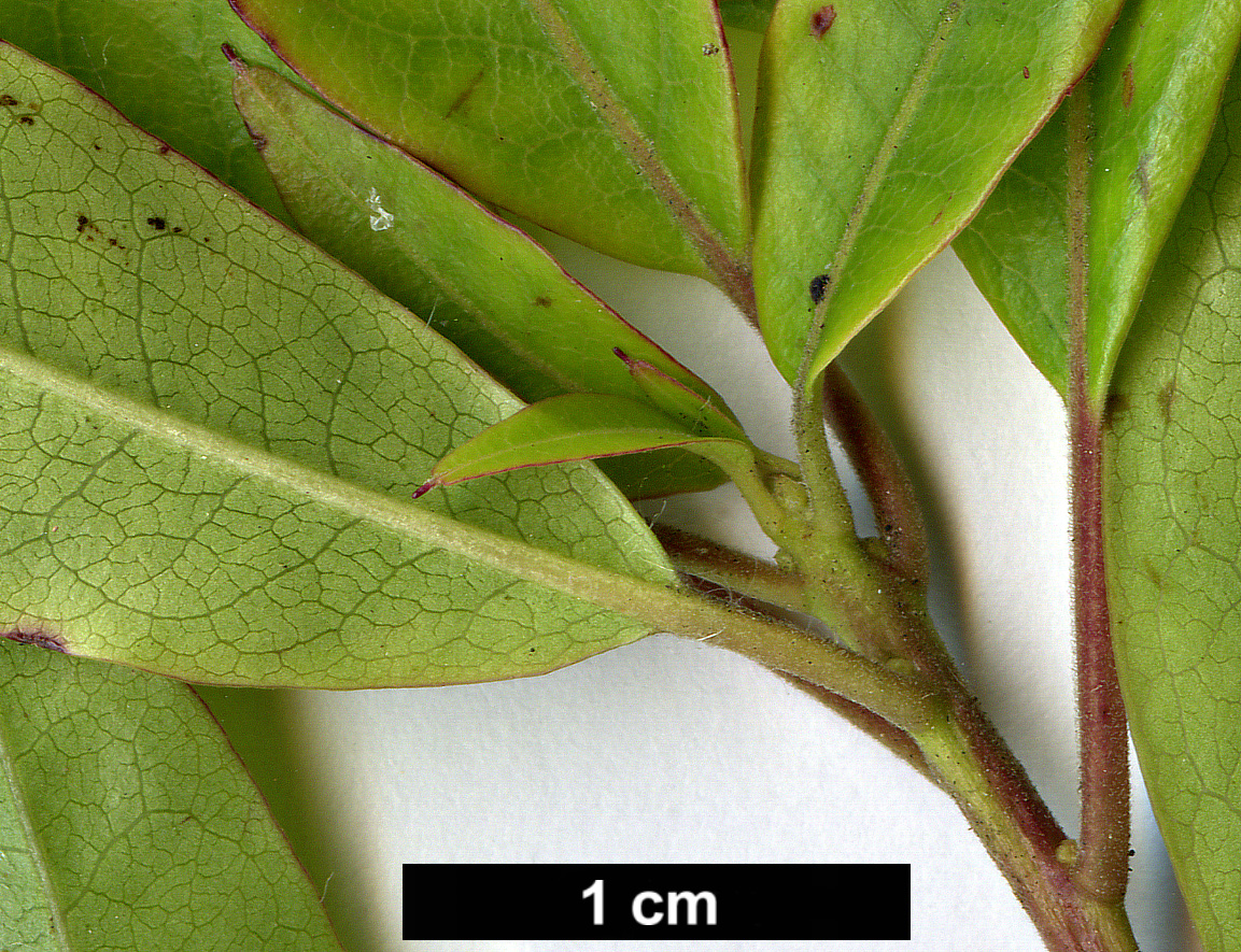 High resolution image: Family: Ericaceae - Genus: Rhododendron - Taxon: ovatum