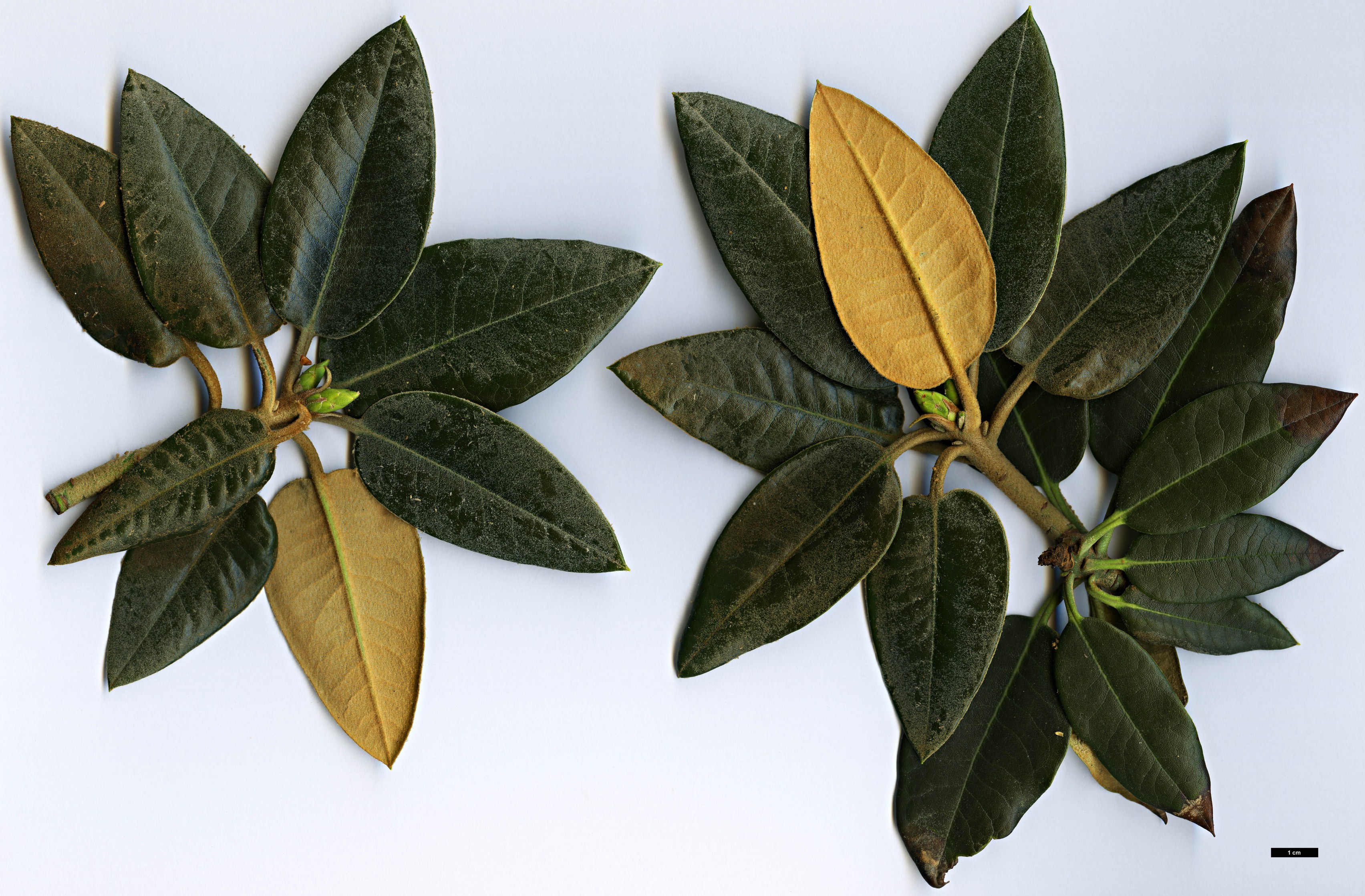 High resolution image: Family: Ericaceae - Genus: Rhododendron - Taxon: pachysanthum