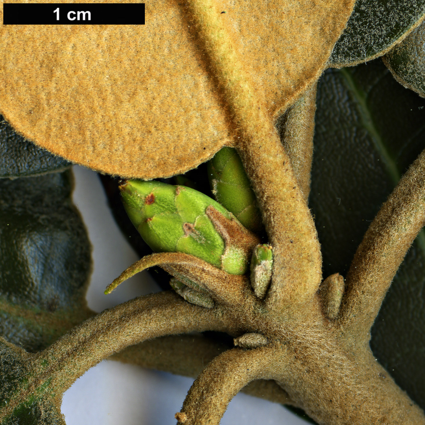 High resolution image: Family: Ericaceae - Genus: Rhododendron - Taxon: pachysanthum