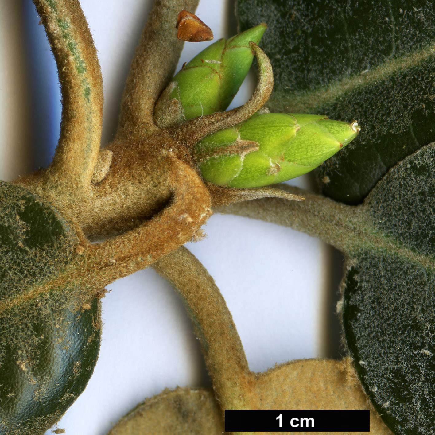 High resolution image: Family: Ericaceae - Genus: Rhododendron - Taxon: pachysanthum