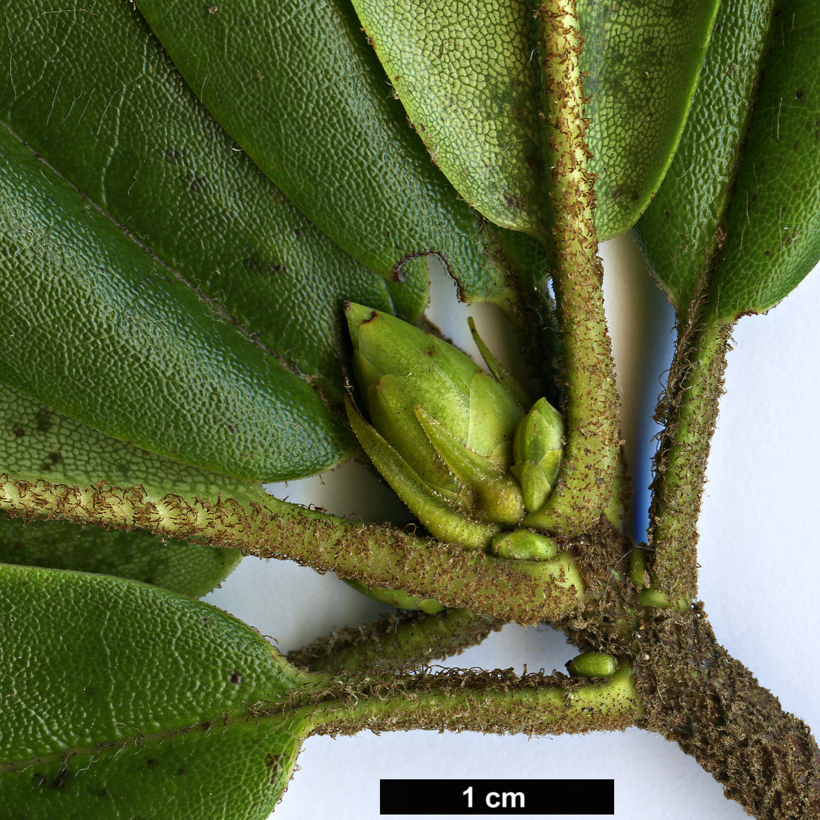 High resolution image: Family: Ericaceae - Genus: Rhododendron - Taxon: pachytrichum