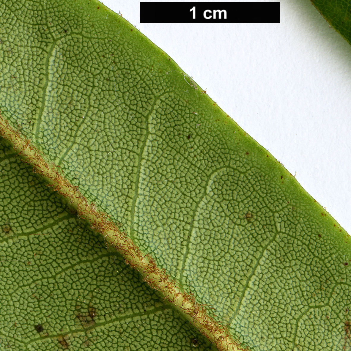 High resolution image: Family: Ericaceae - Genus: Rhododendron - Taxon: pachytrichum