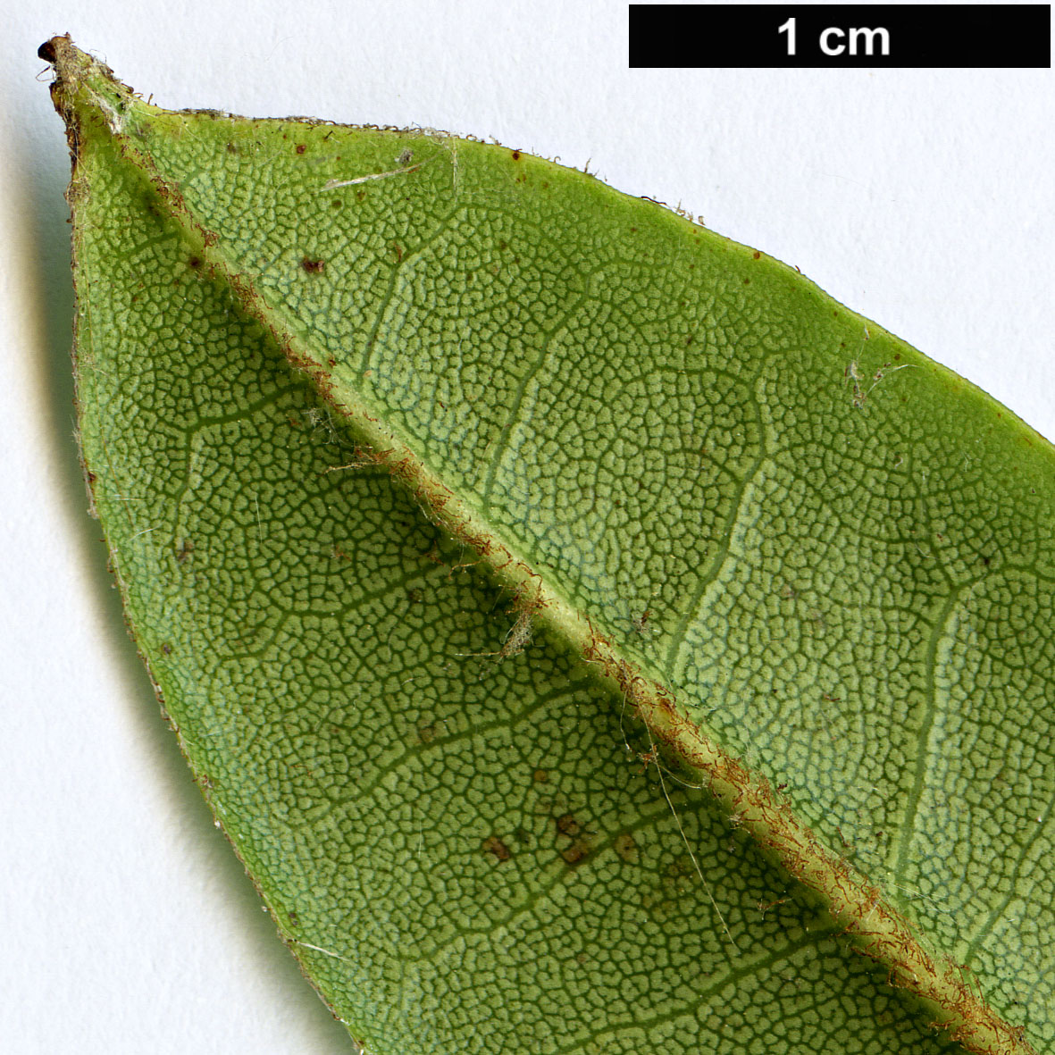 High resolution image: Family: Ericaceae - Genus: Rhododendron - Taxon: pachytrichum