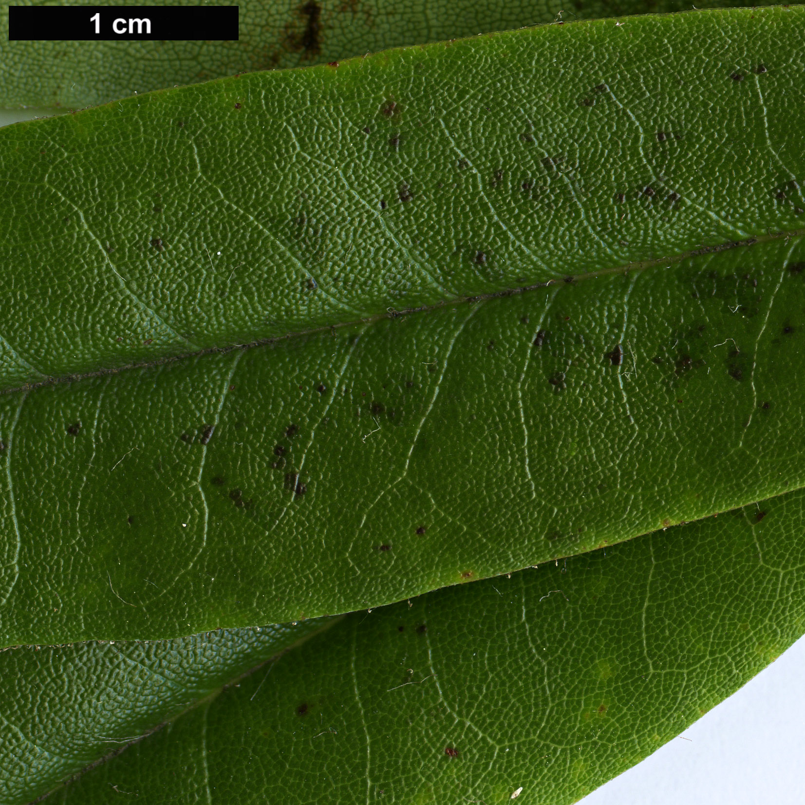 High resolution image: Family: Ericaceae - Genus: Rhododendron - Taxon: pachytrichum