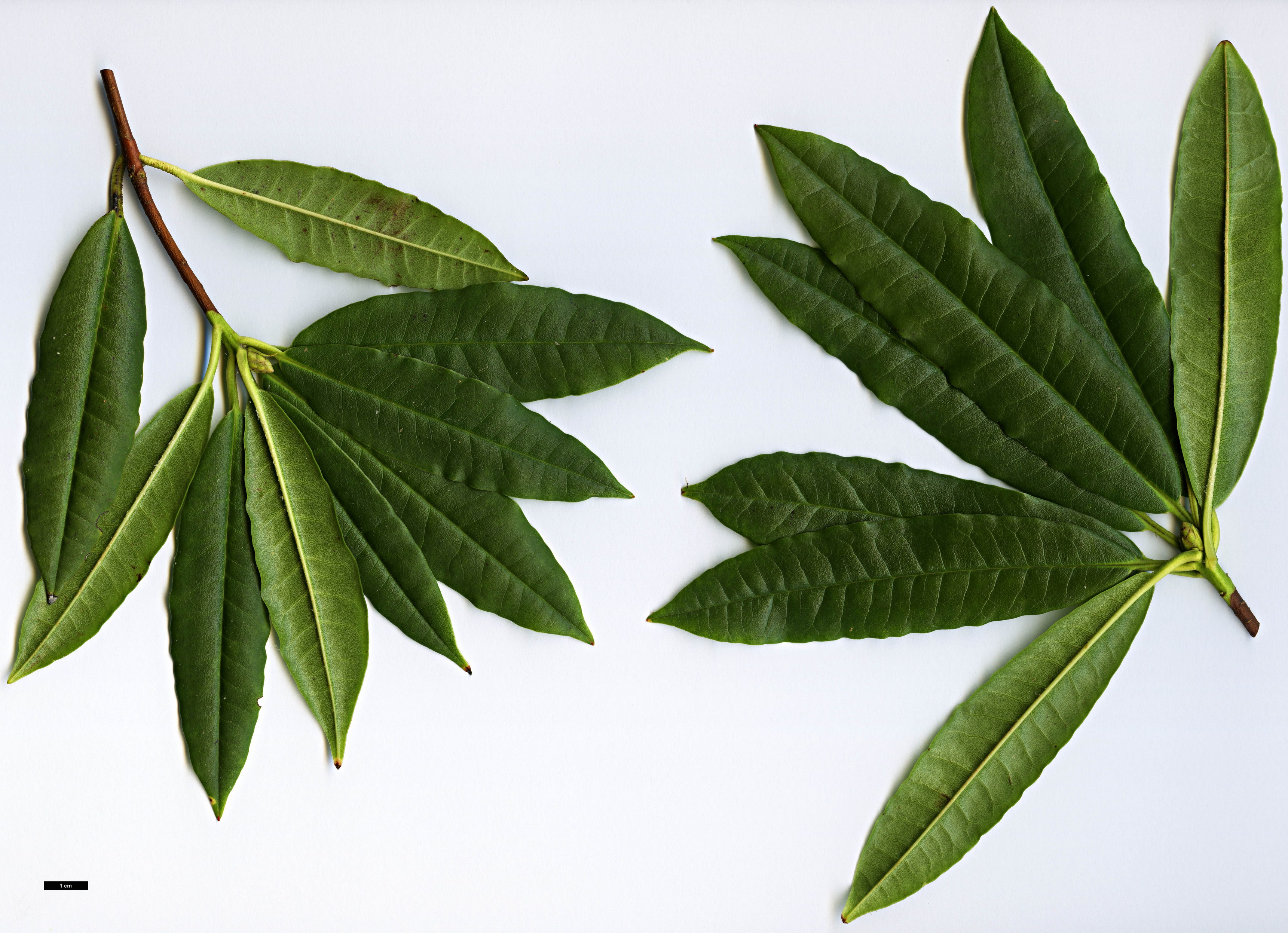 High resolution image: Family: Ericaceae - Genus: Rhododendron - Taxon: papillatum